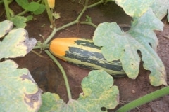 courgette